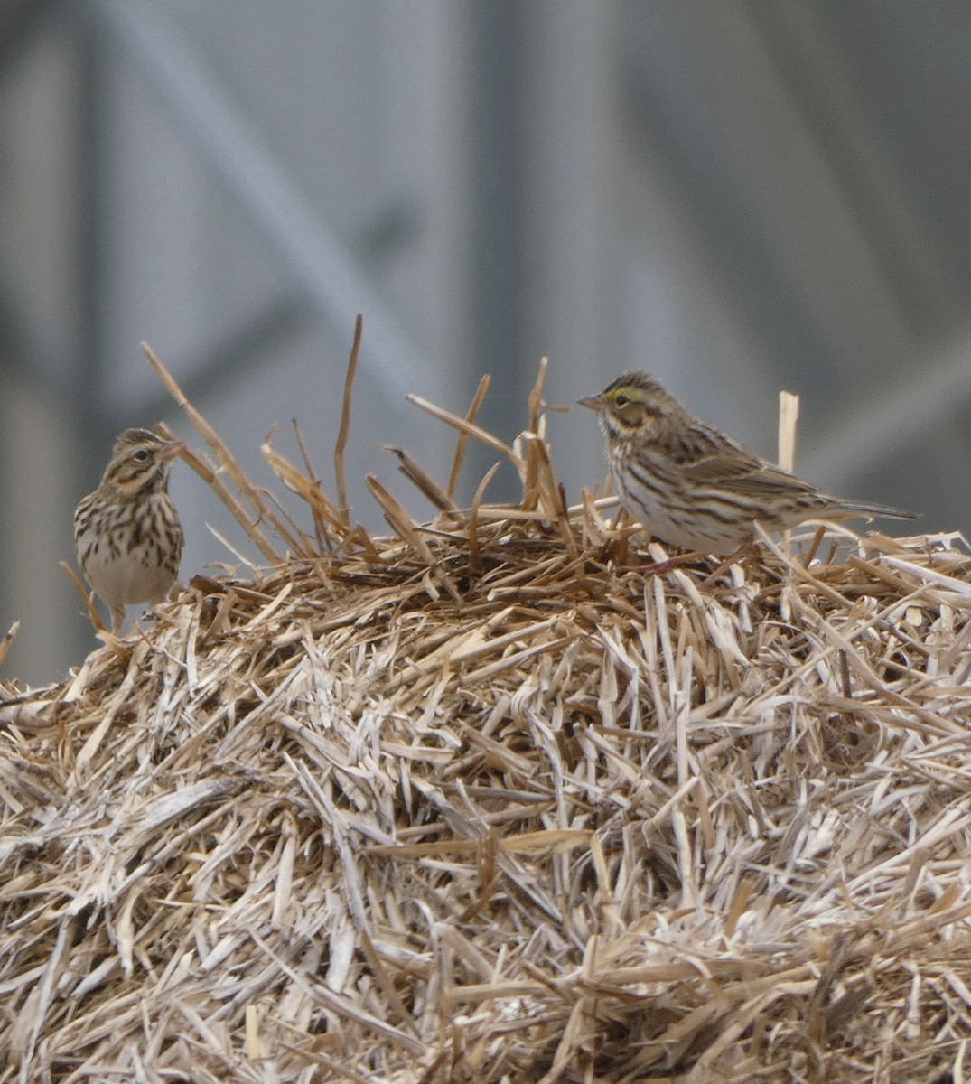 Savannah Sparrow - ML645297360