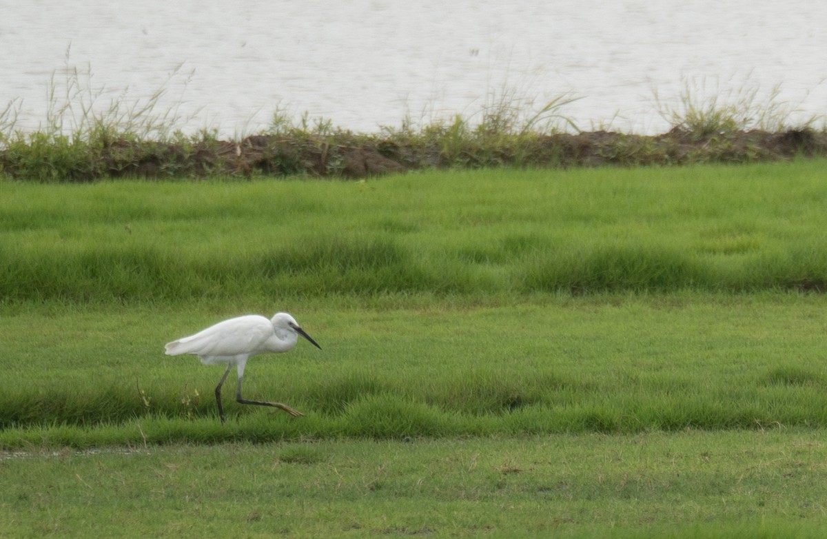 Aigrette garzette - ML645297362