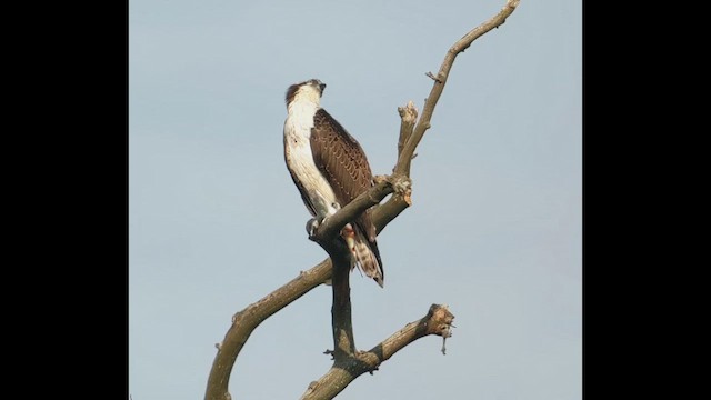 Osprey - ML645297372
