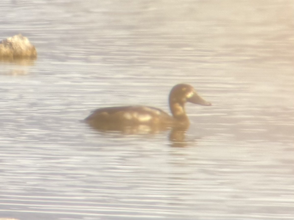 bergand - ML645297376