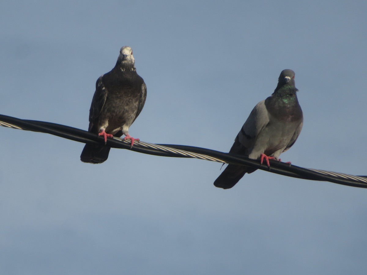 Kaya Güvercini (evcil tip) - ML645297377