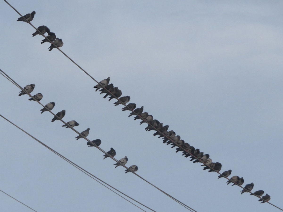 Kaya Güvercini (evcil tip) - ML645297378