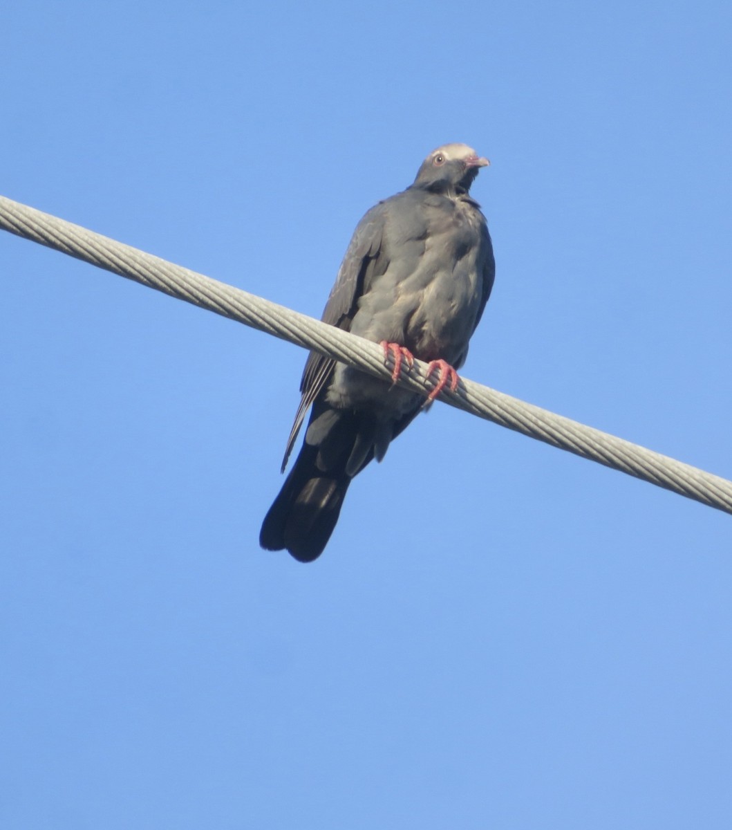 White-crowned Pigeon - ML645297382