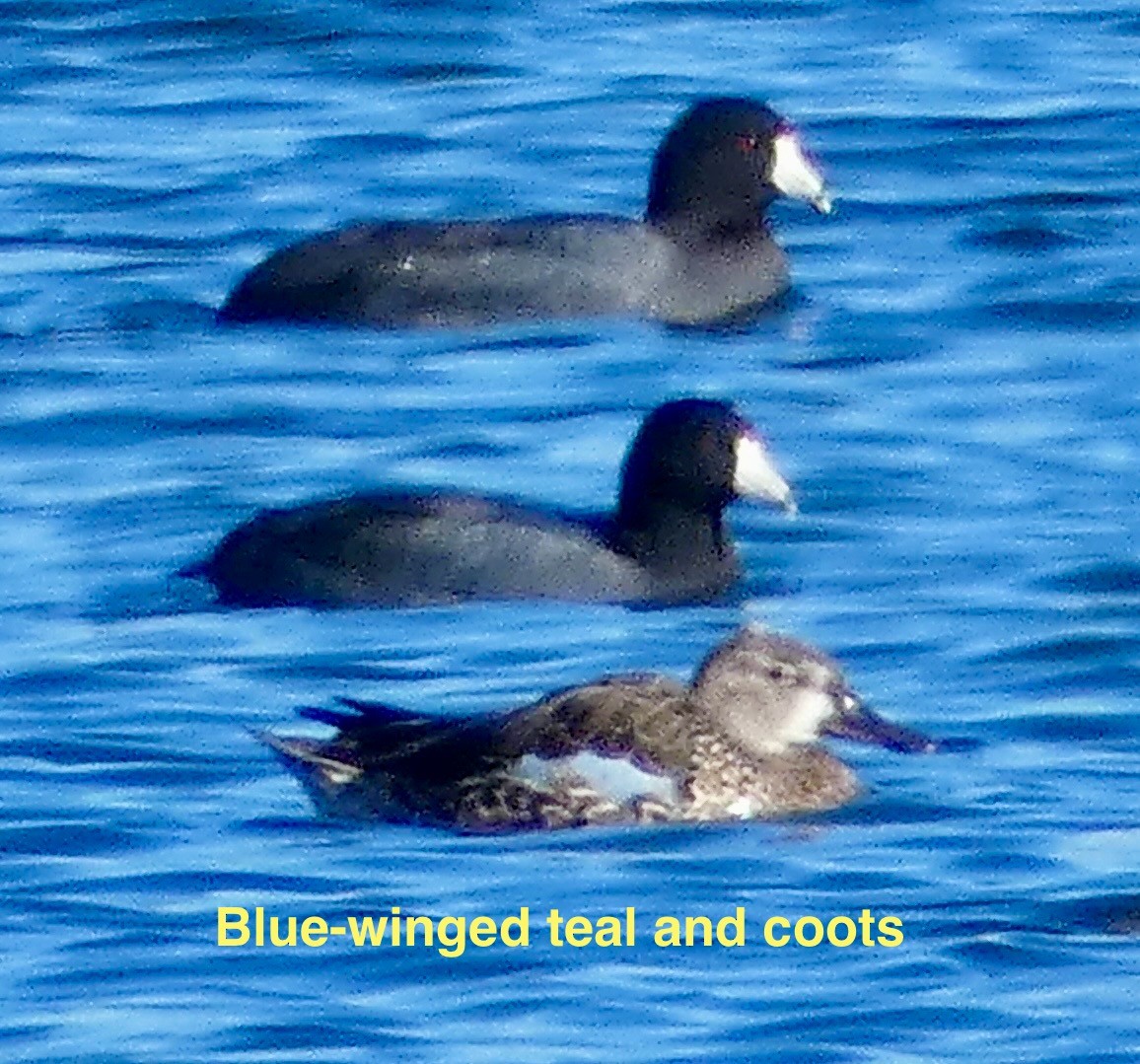Blue-winged Teal - ML645297384