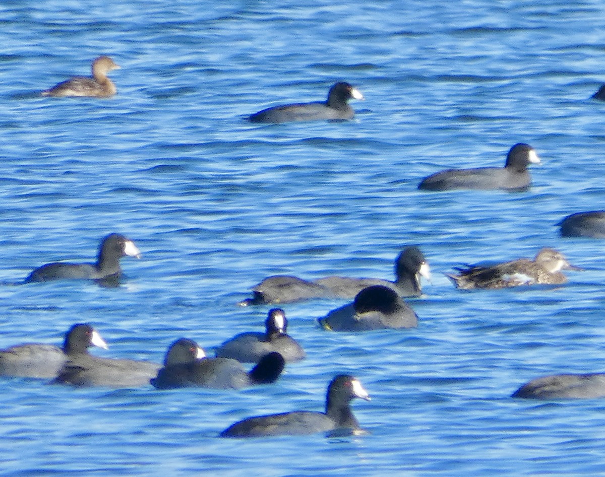 Blue-winged Teal - ML645297386