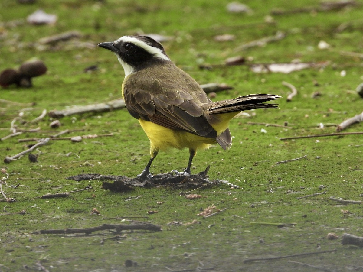 Sosyal Tiran - ML645297389