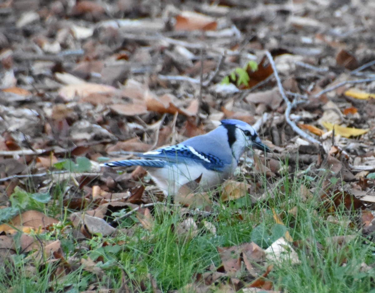 Blue Jay - ML645297397