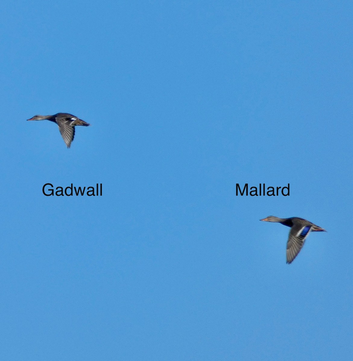 Нерозень - ML645297414