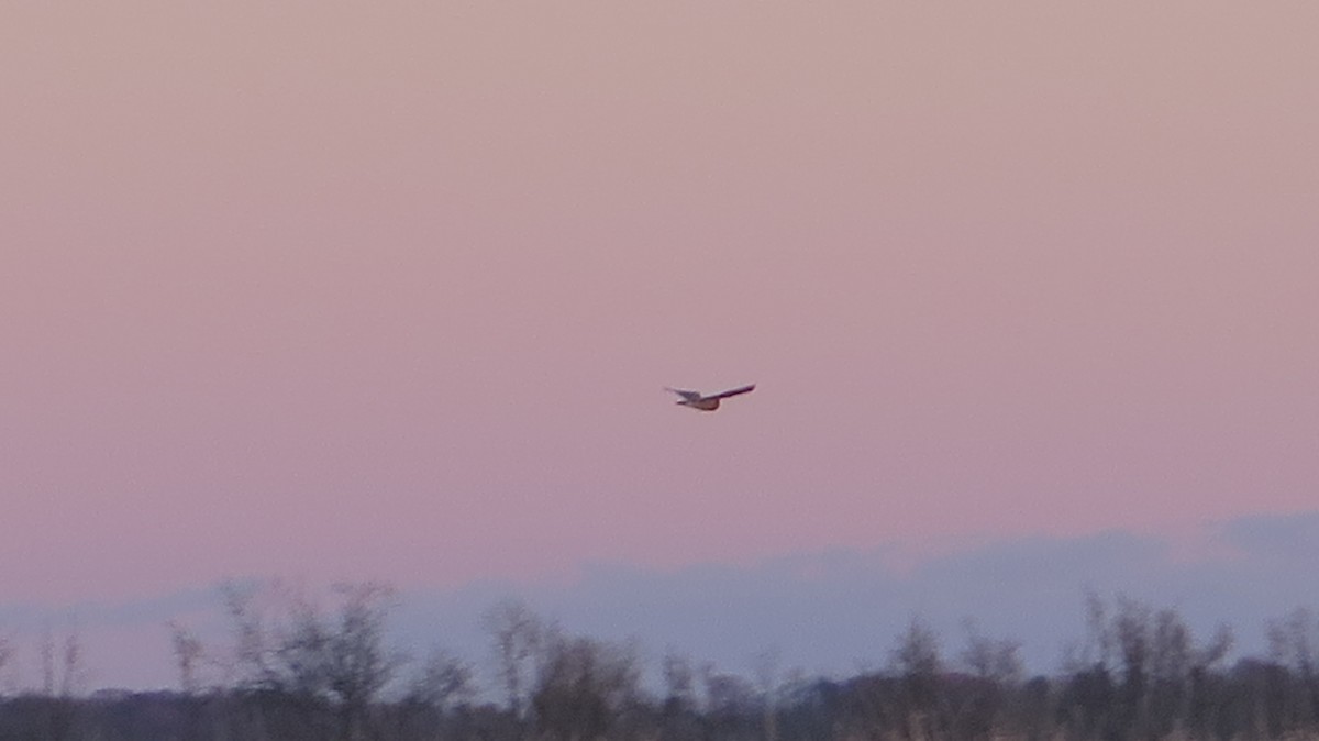 Zingira-hontza - ML645297421