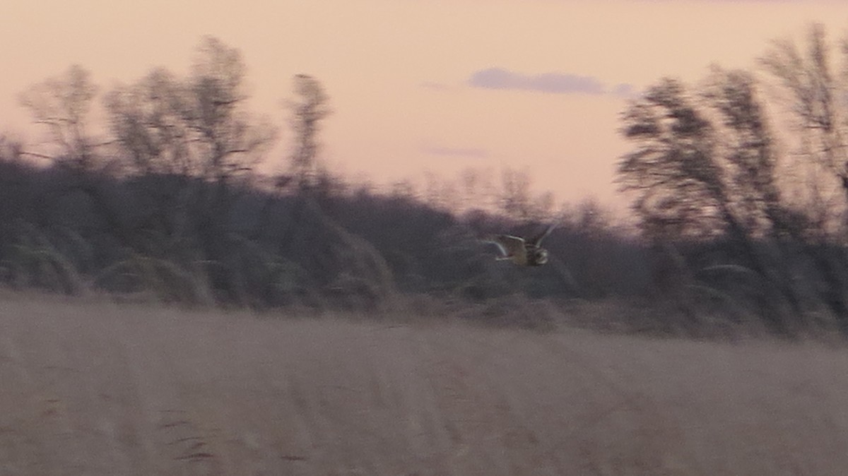 Zingira-hontza - ML645297425