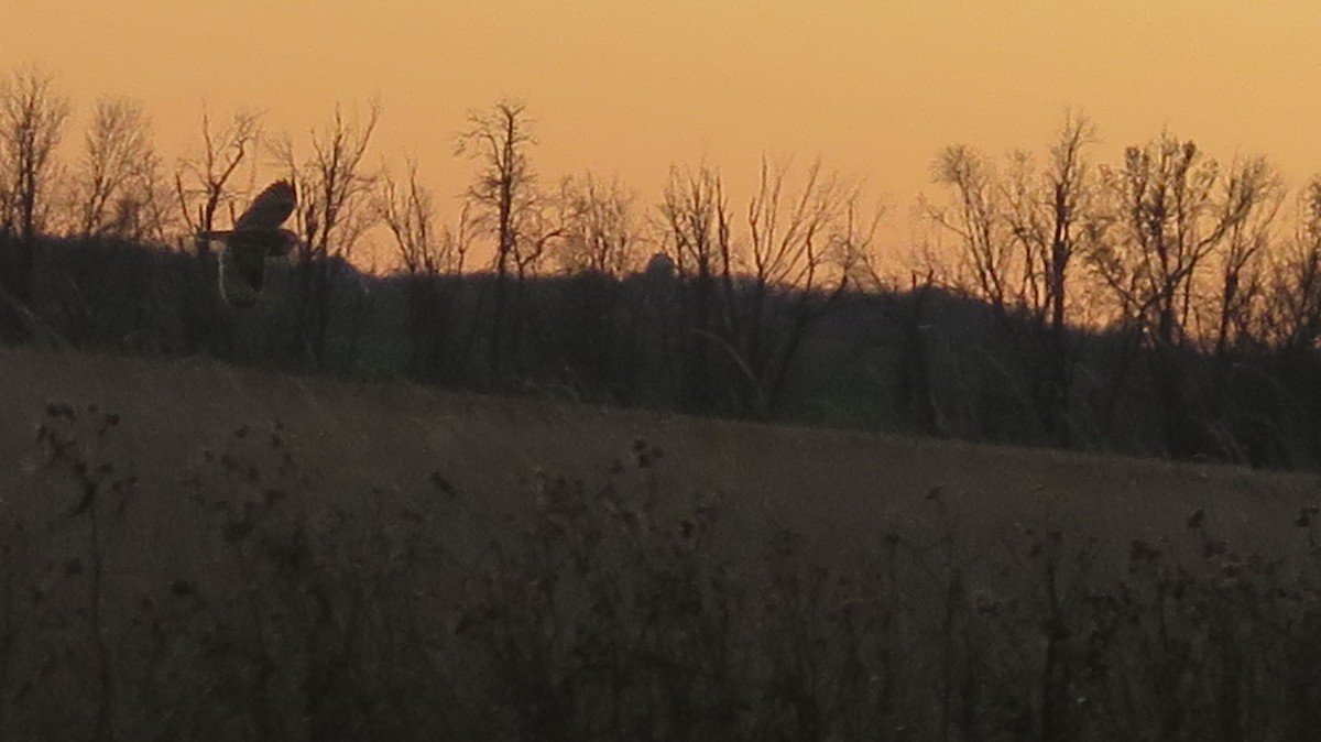 Zingira-hontza - ML645297427