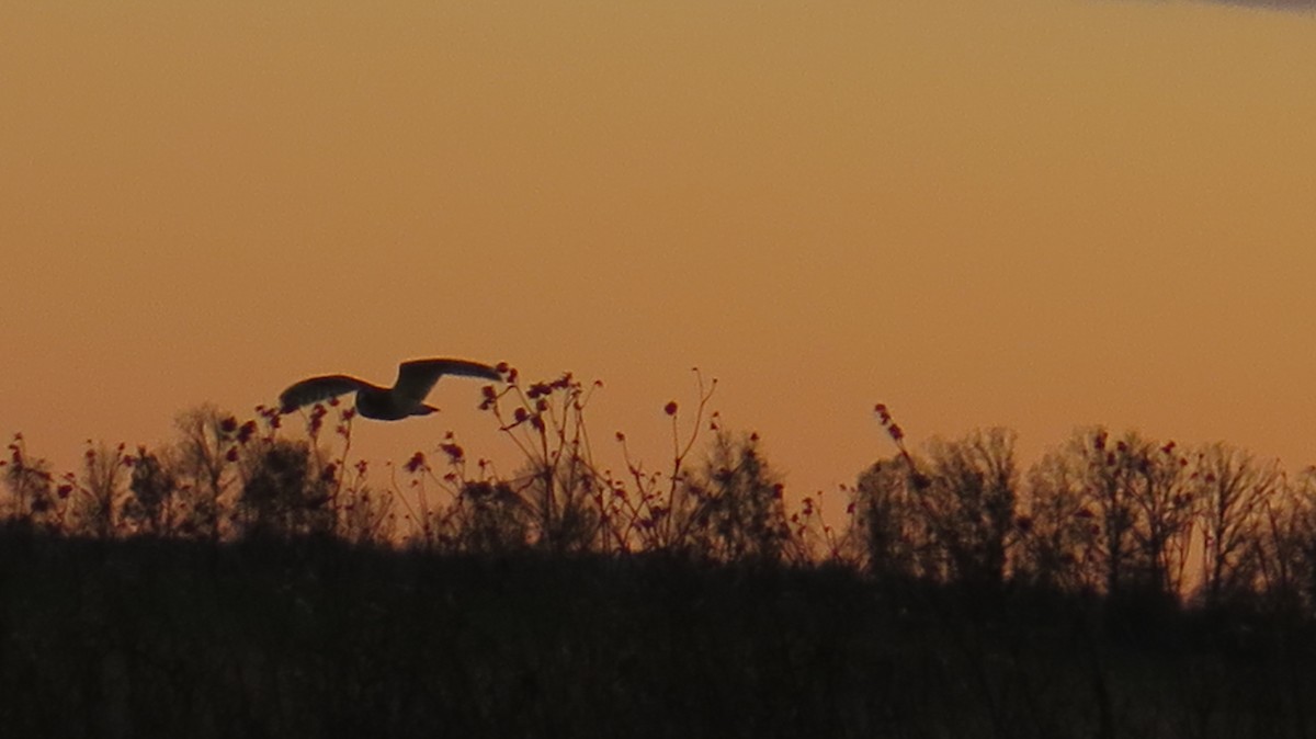 Zingira-hontza - ML645297433