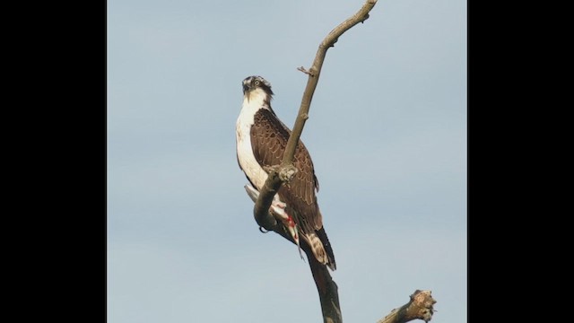 Osprey - ML645297445