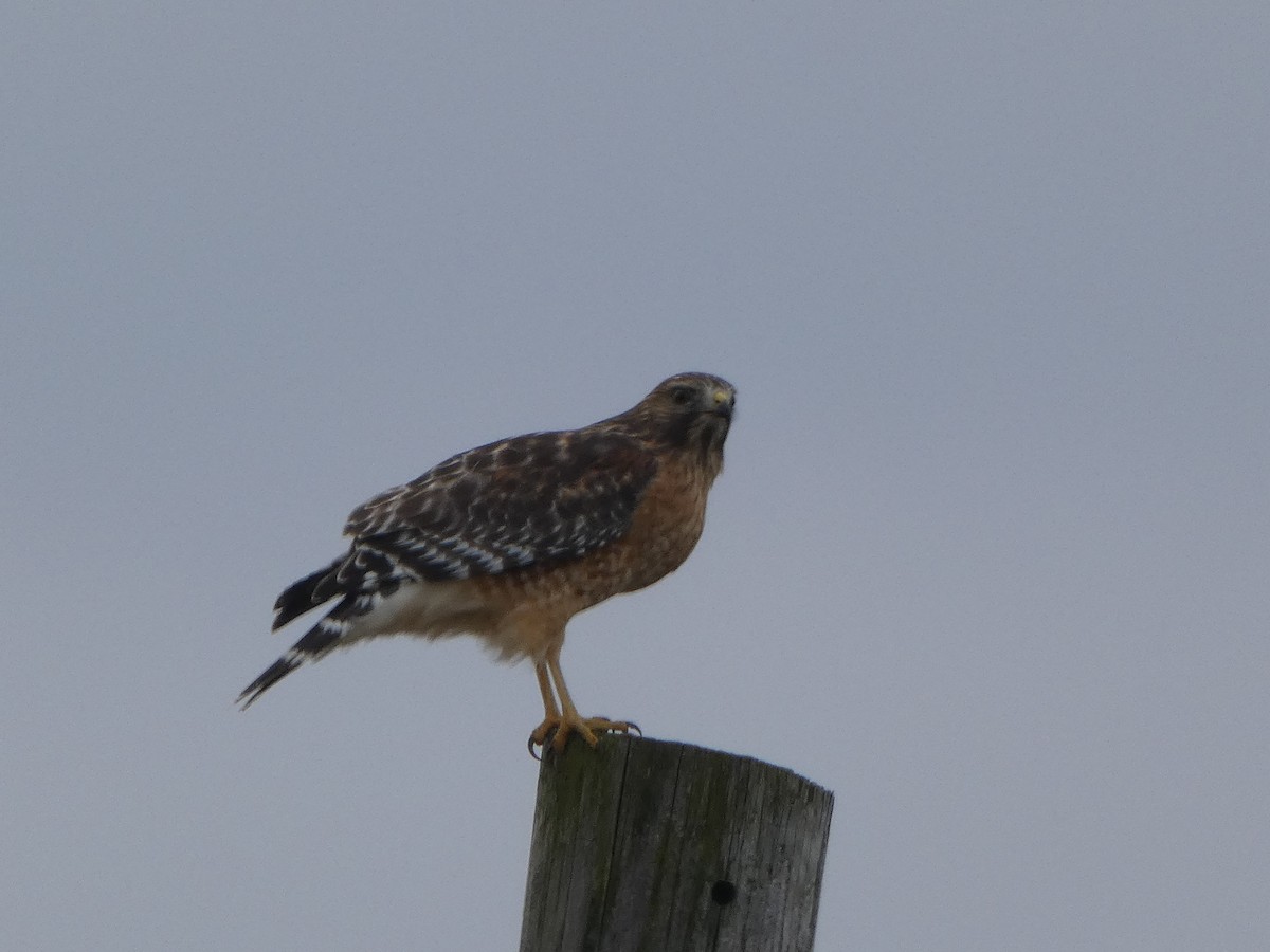 Red-shouldered Hawk - ML645297453