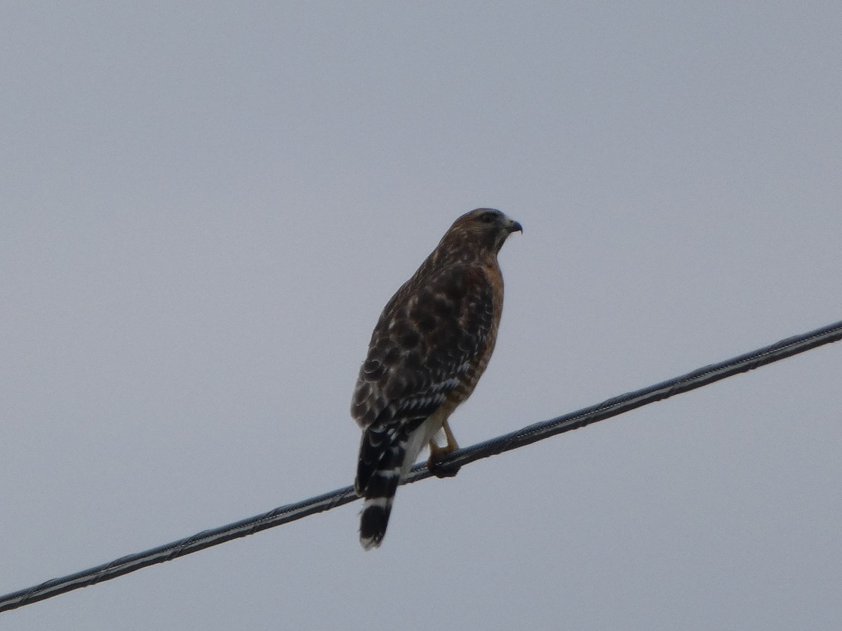 Red-shouldered Hawk - ML645297454