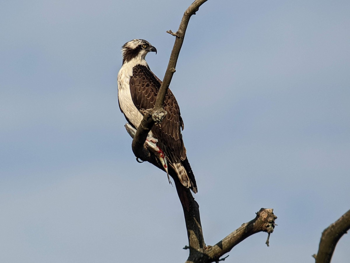 Osprey - ML645297455