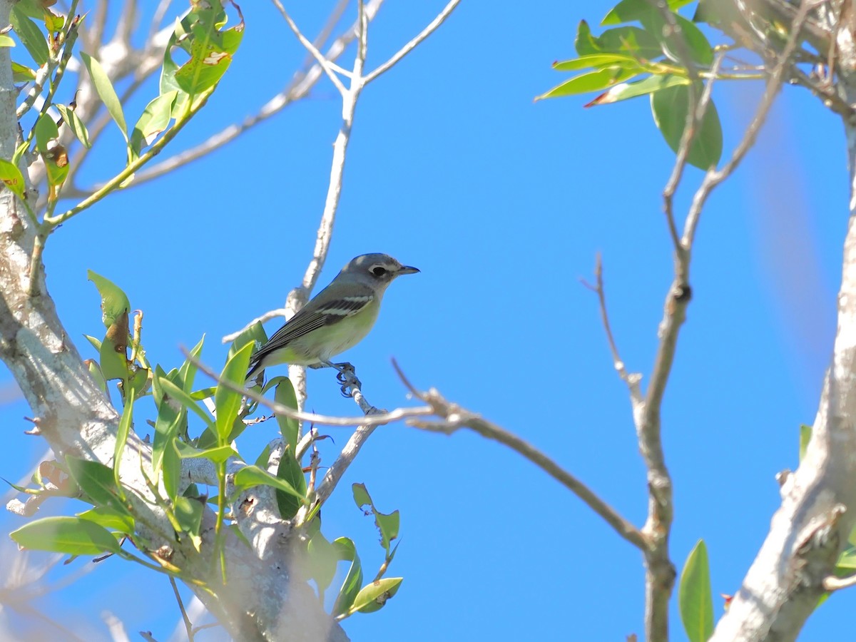 フタスジモズモドキ - ML645297458