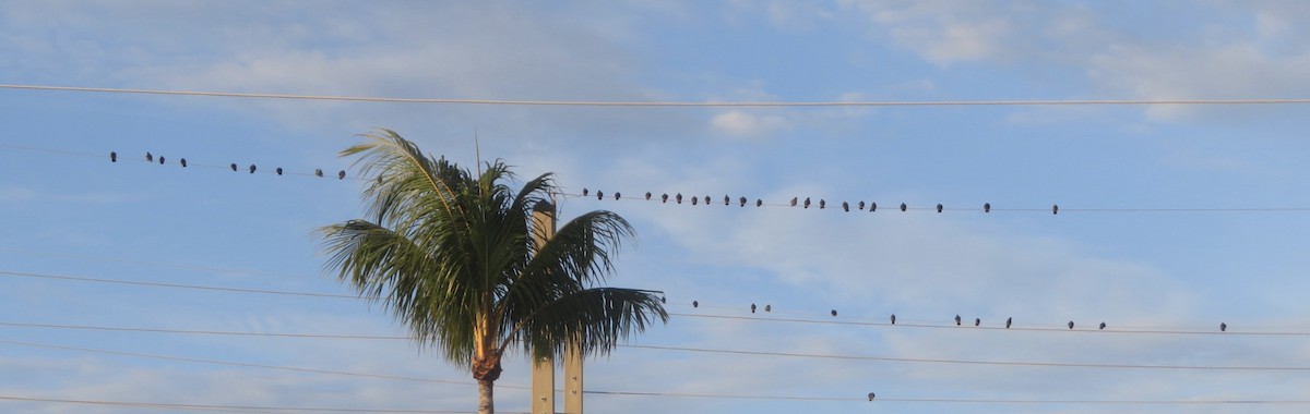 Kaya Güvercini (evcil tip) - ML645297463