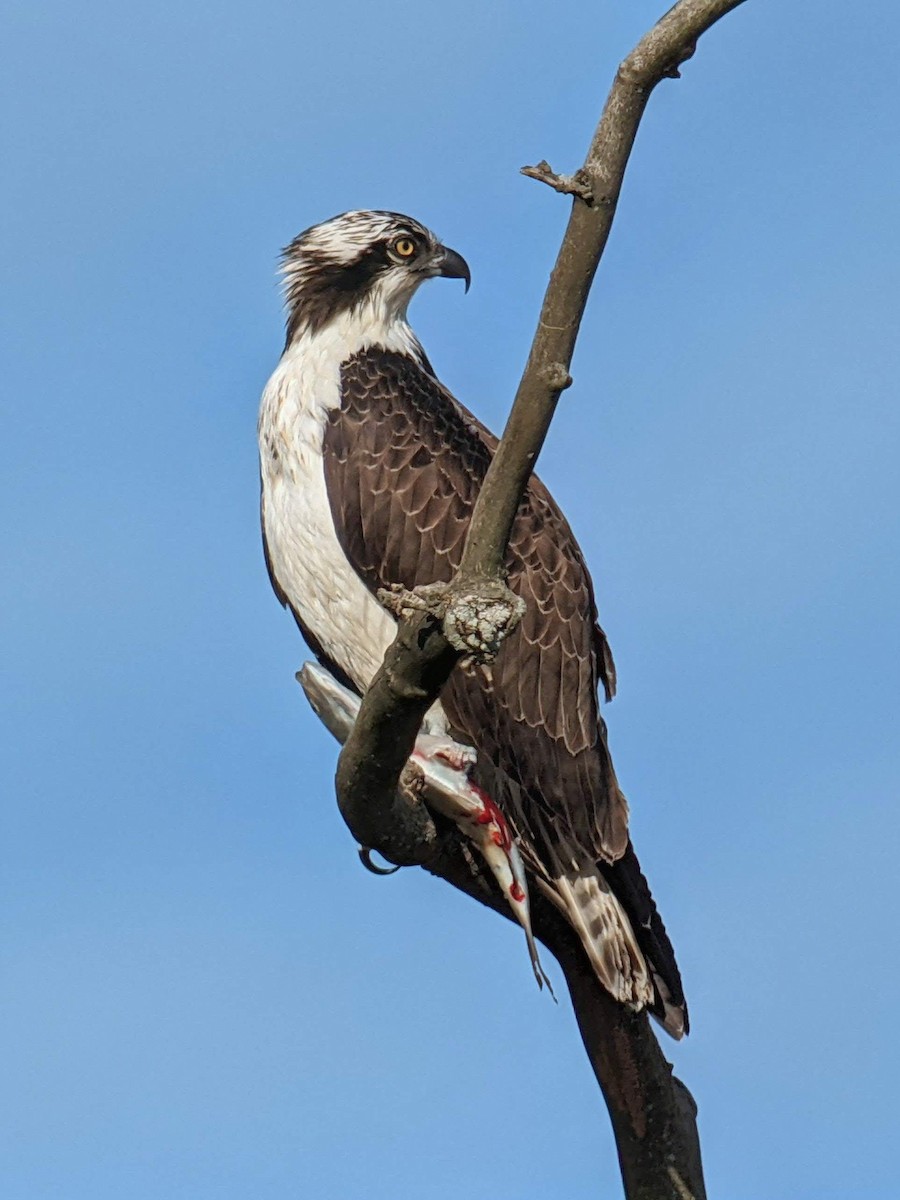 Osprey - ML645297465