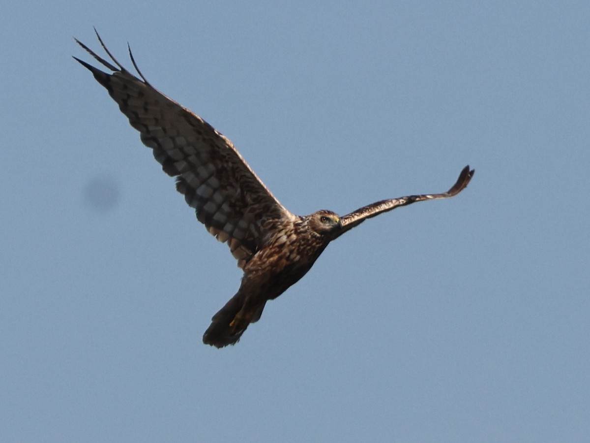 Eastern Marsh Harrier - ML645297466