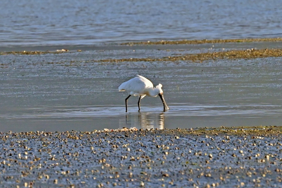 Mokozabal burubeltza - ML645297469