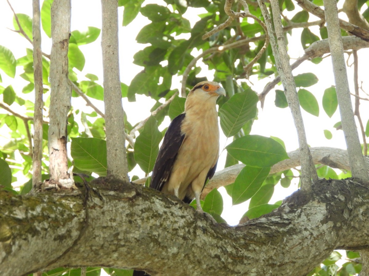 Yellow-headed Caracara - ML645297471