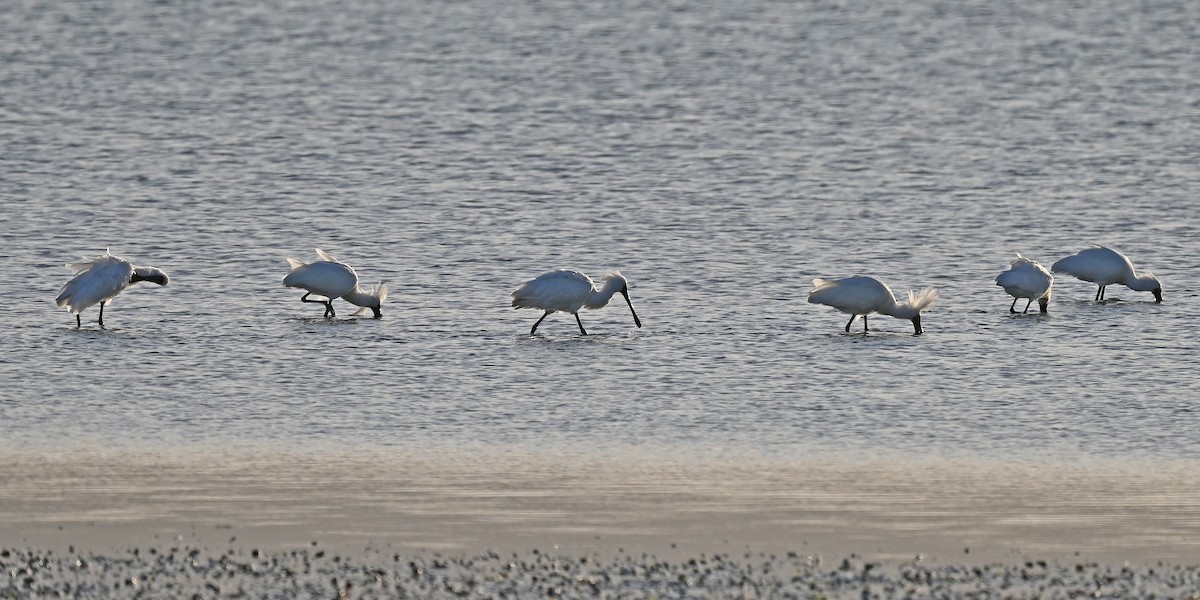 Mokozabal burubeltza - ML645297472