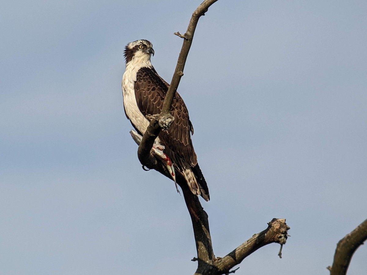 Osprey - ML645297476