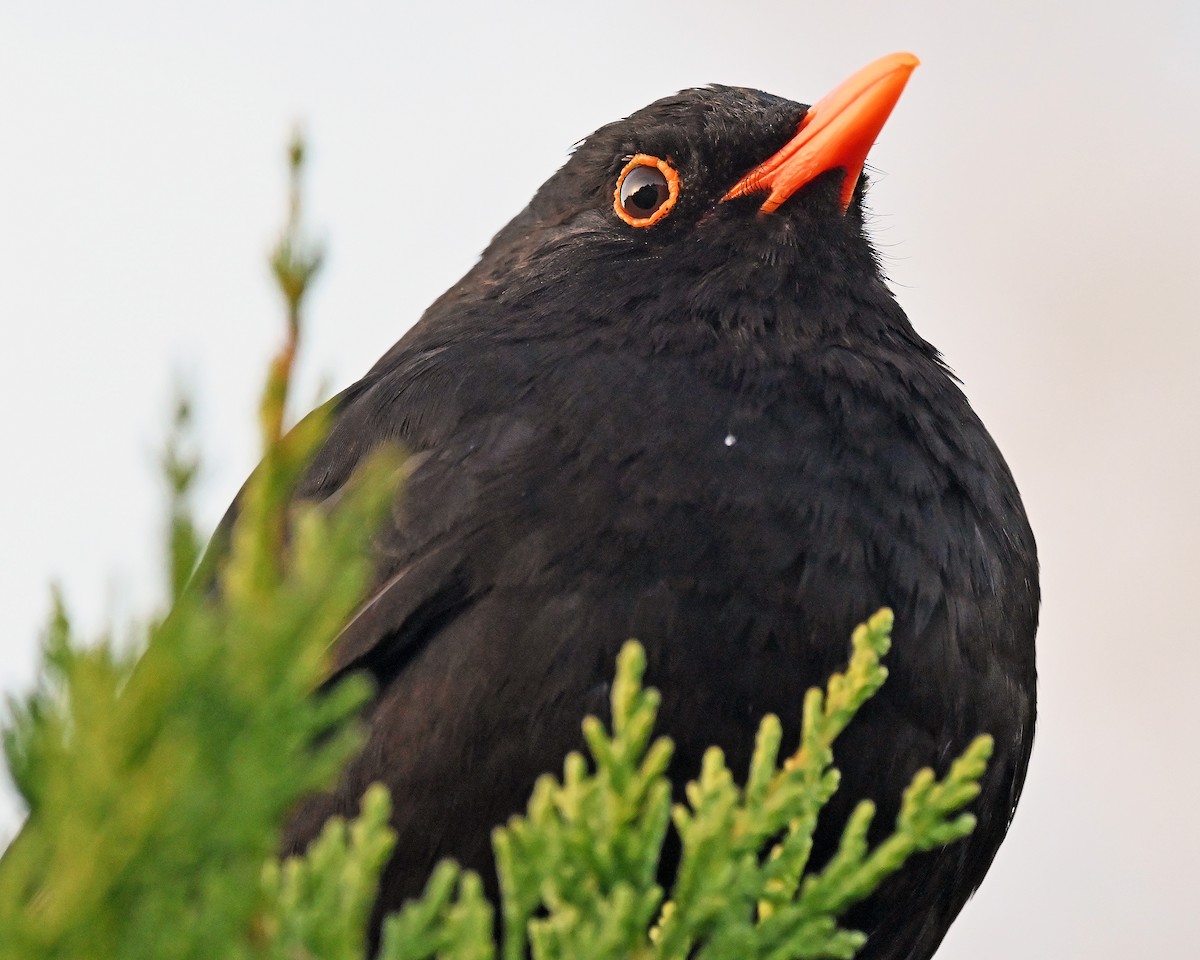 Zozo arrunta - ML645297481