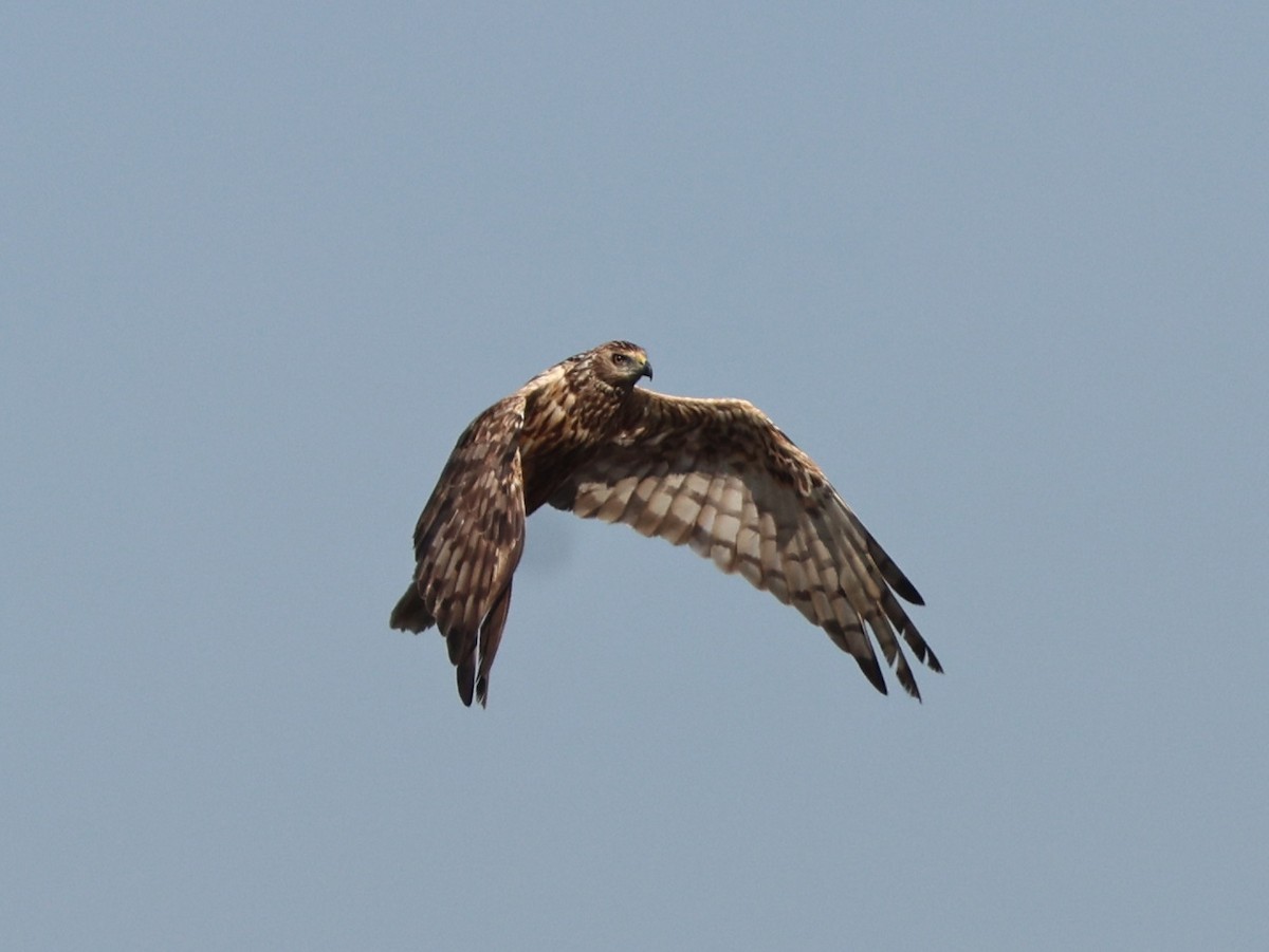 Eastern Marsh Harrier - ML645297482