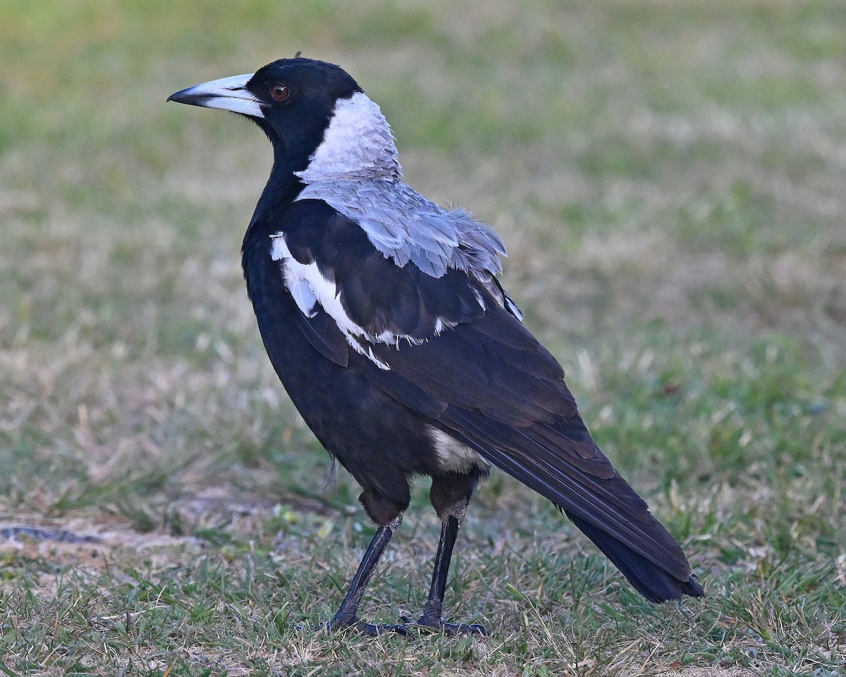Australian Magpie - ML645297495