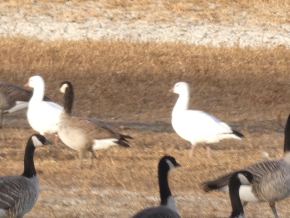 Ross's Goose - ML645297512
