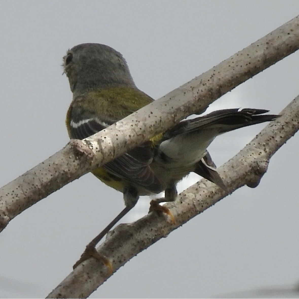 Magnolia Warbler - ML645297517