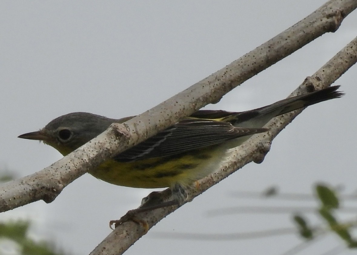 Magnolia Warbler - ML645297518