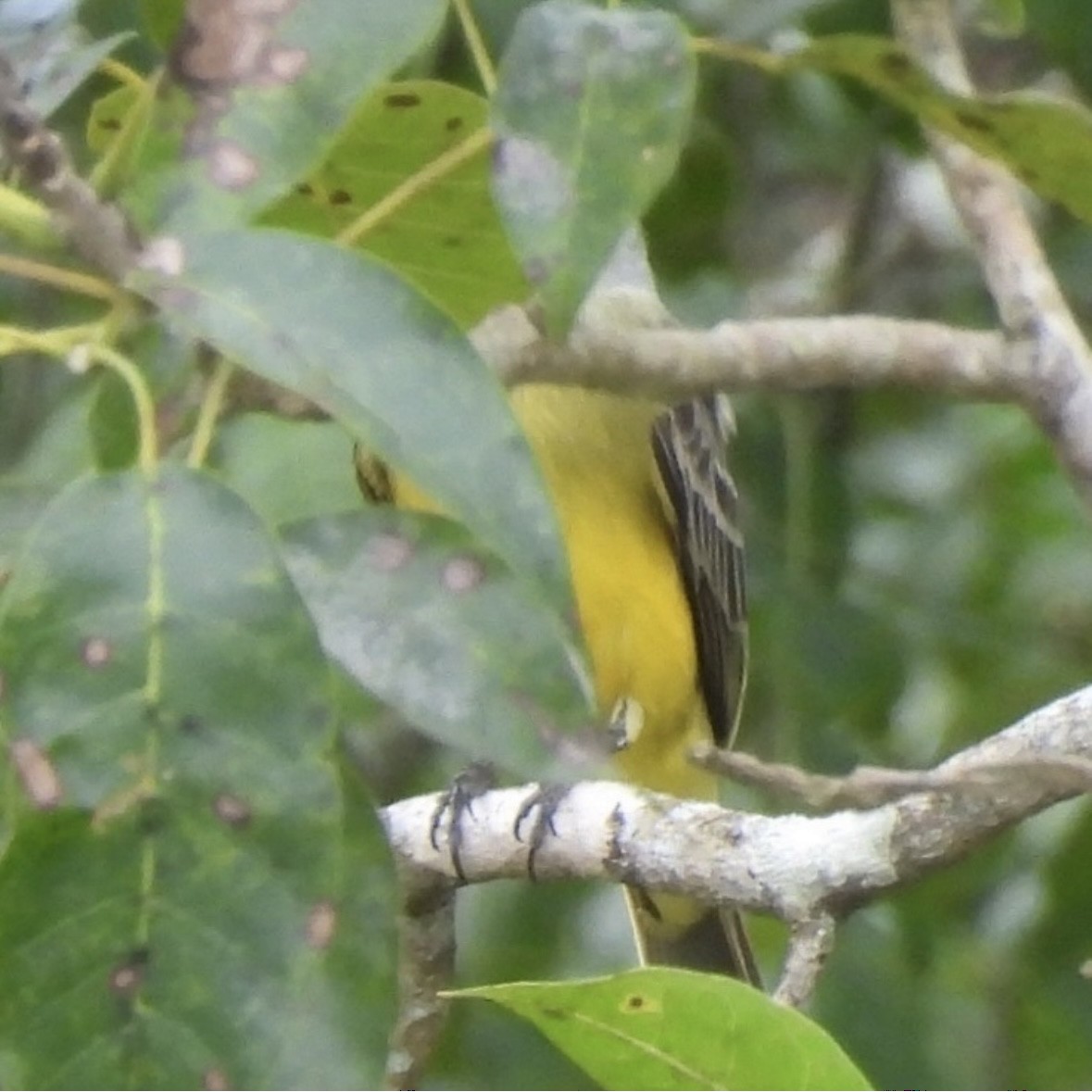 Tropical Kingbird - ML645297524