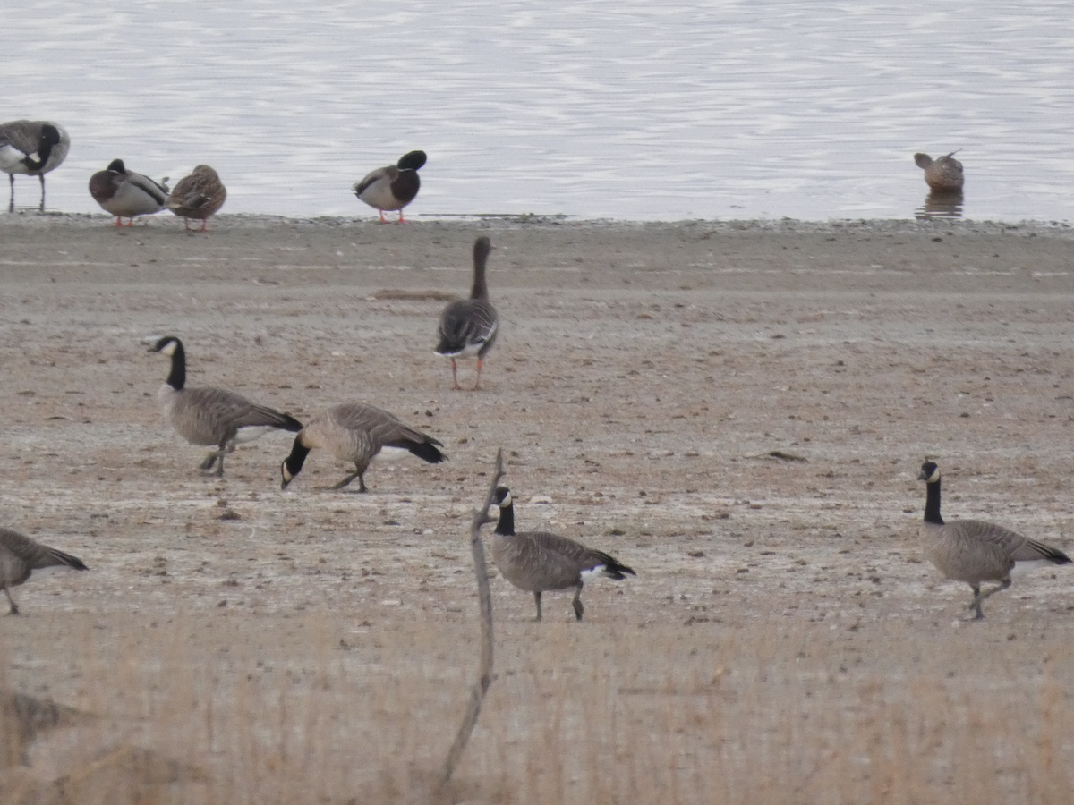 Манхин галуу - ML645297529