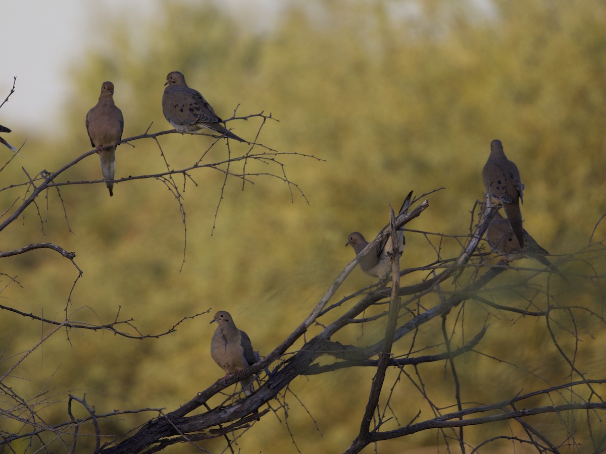 Mourning Dove - ML645297530