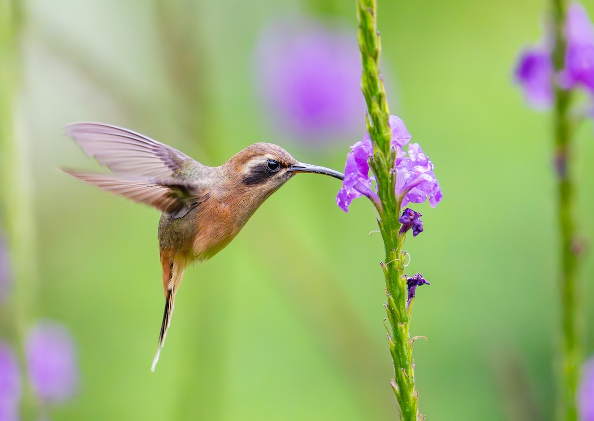 Gri Gıdılı Hermit - ML645297536
