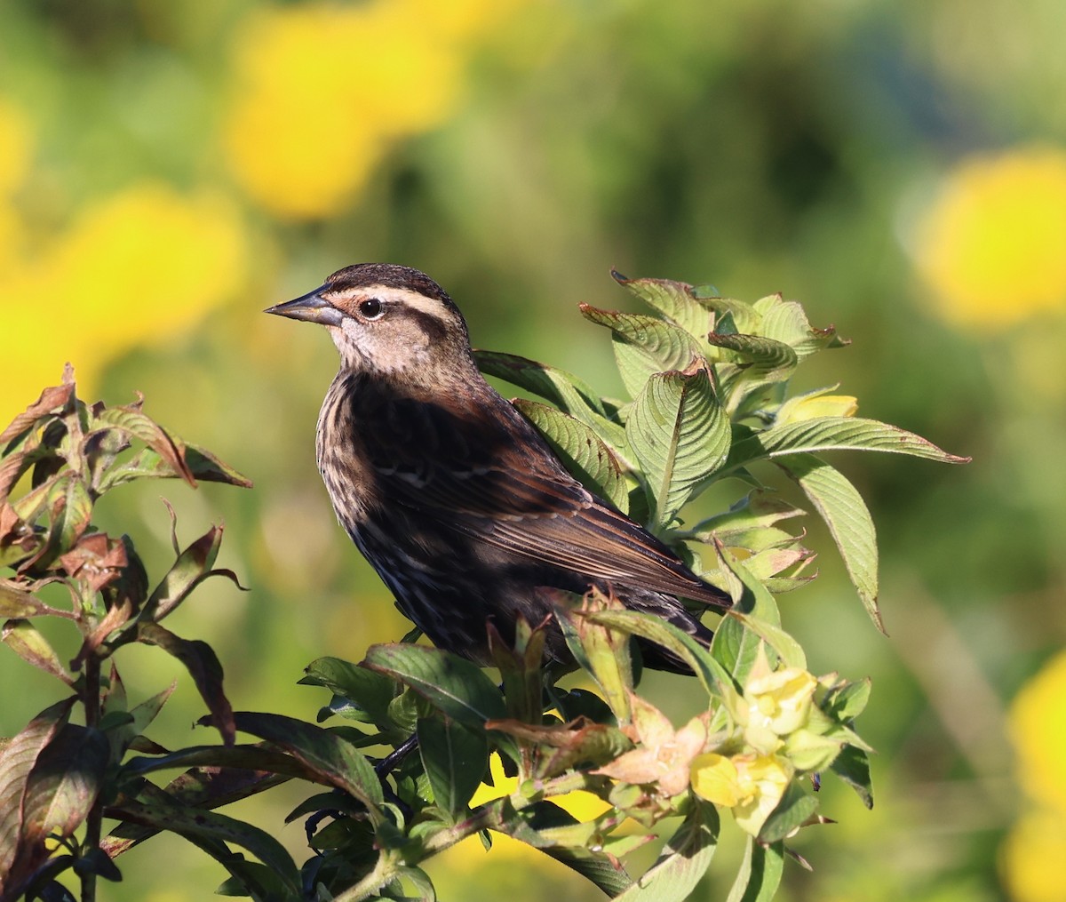 Красноплечий трупиал - ML645297537