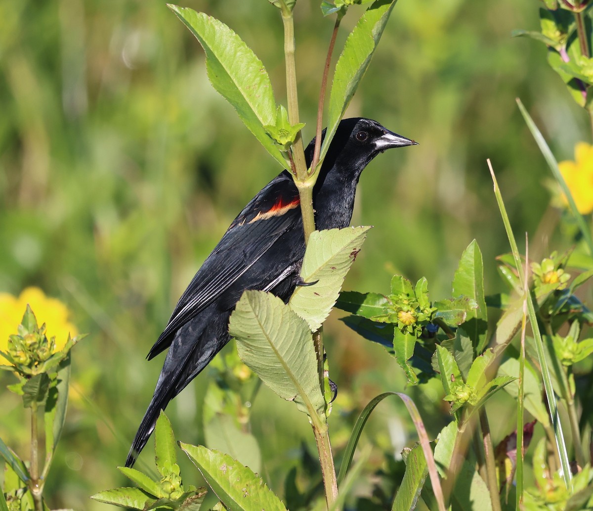 Красноплечий трупиал - ML645297538