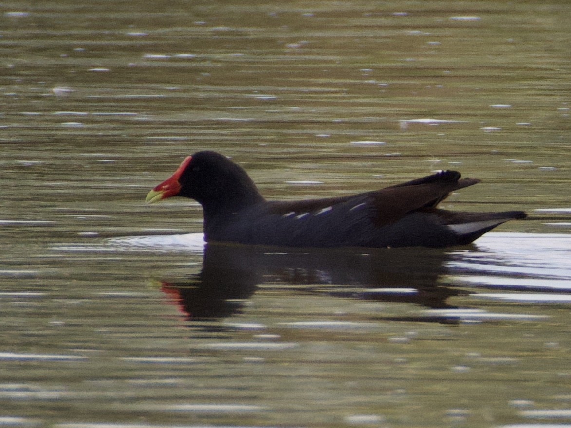 Gallinule d'Amérique - ML645297558