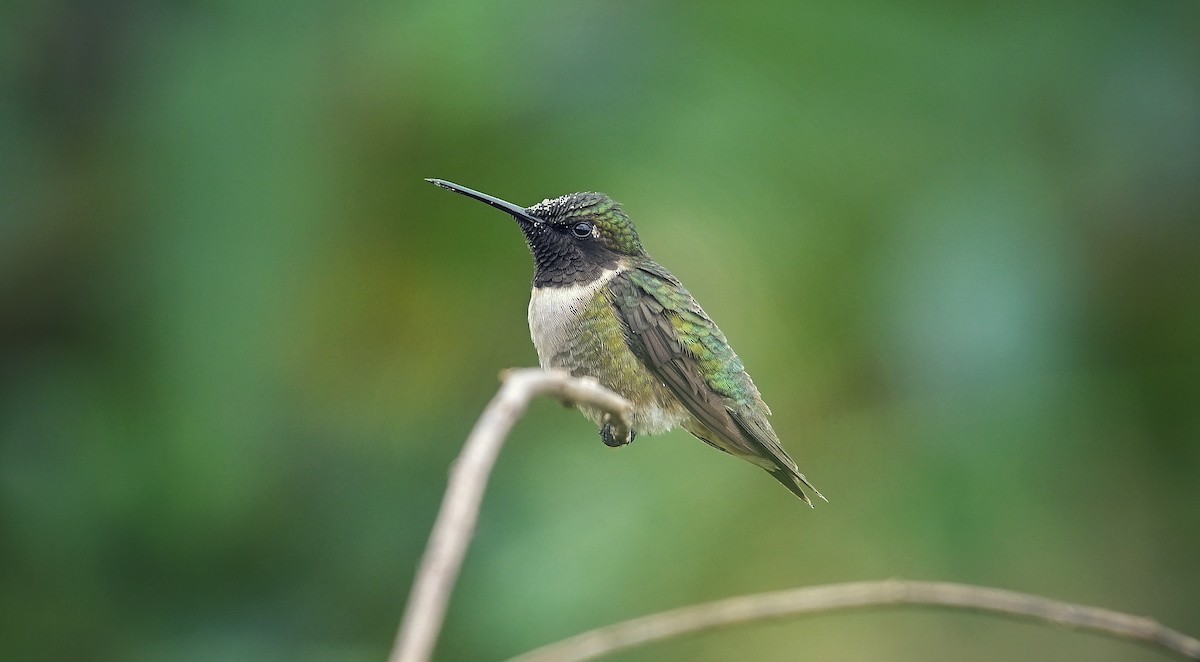 Ruby-throated Hummingbird - ML645297564