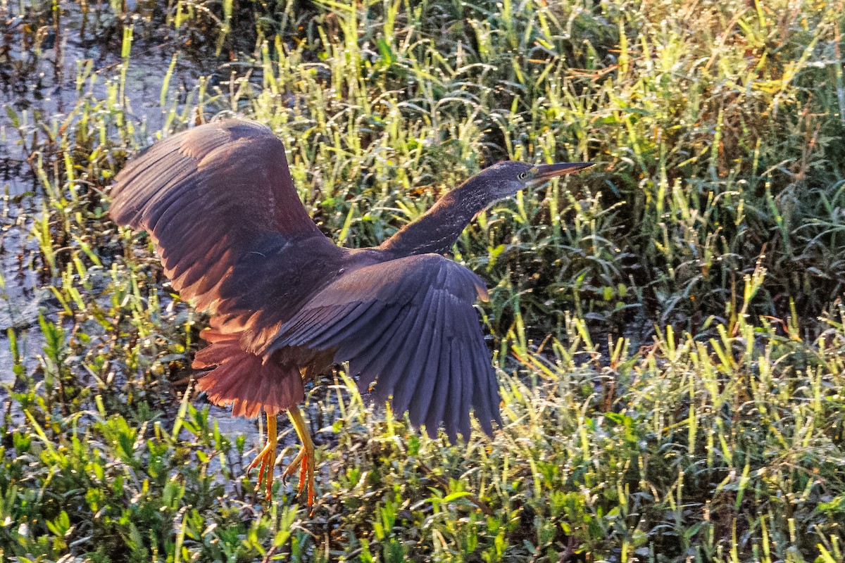 Rufous-bellied Heron - ML645297568