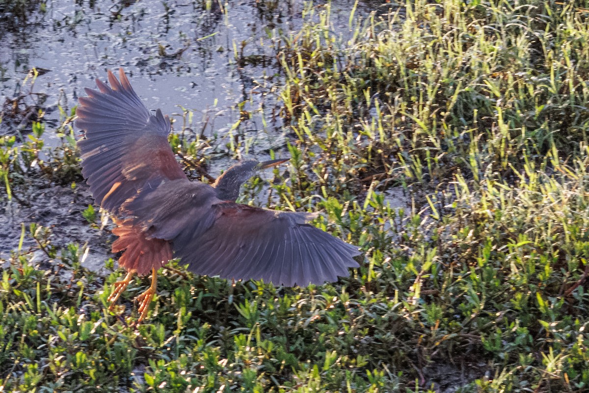Rufous-bellied Heron - ML645297569