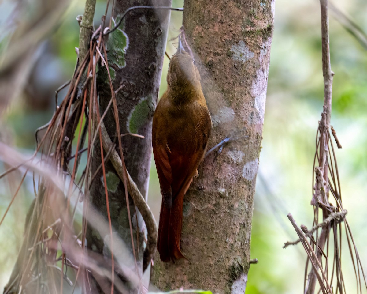 Olivaceous Woodcreeper - ML645297573