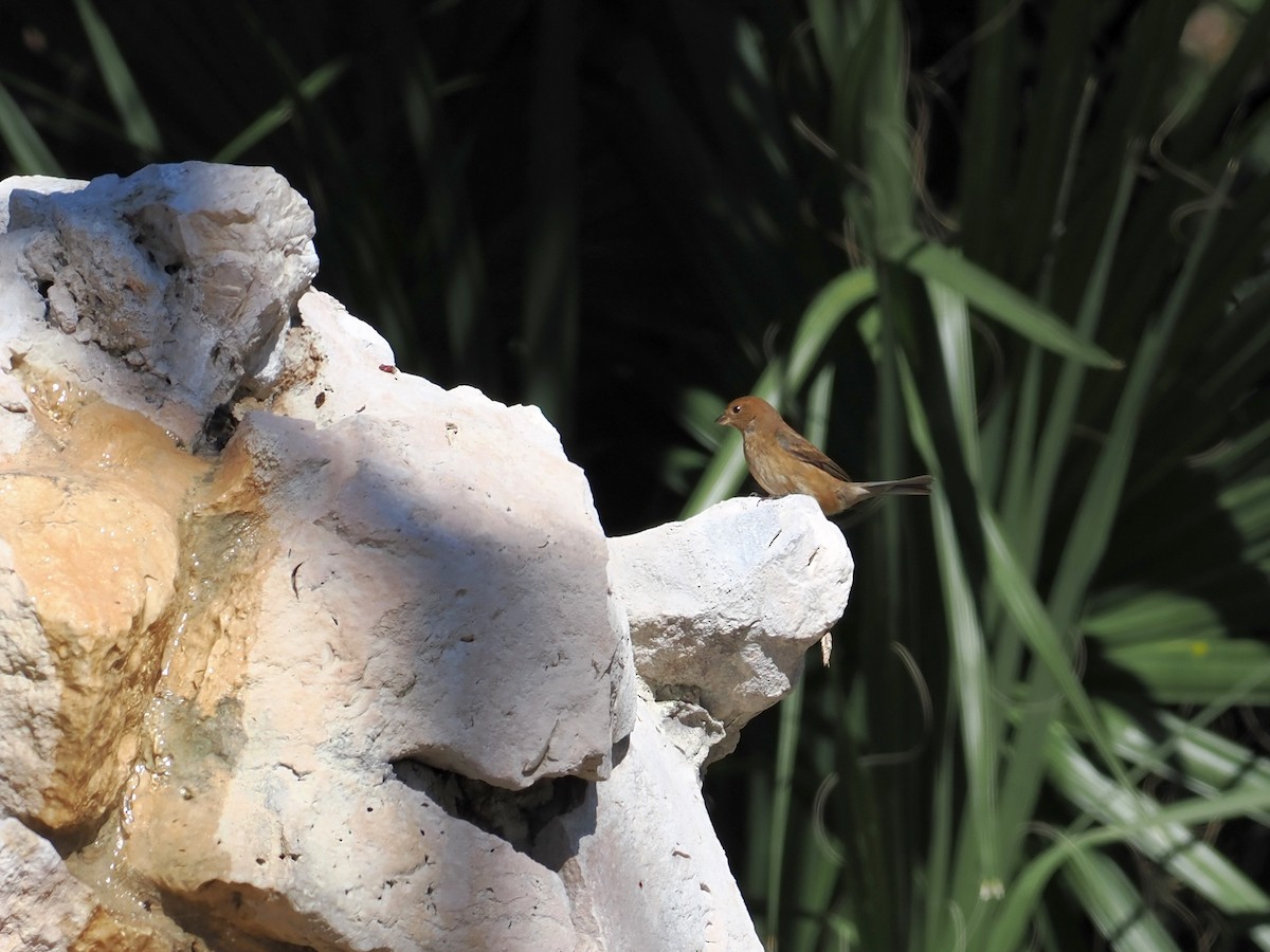 Indigo Bunting - ML645297580