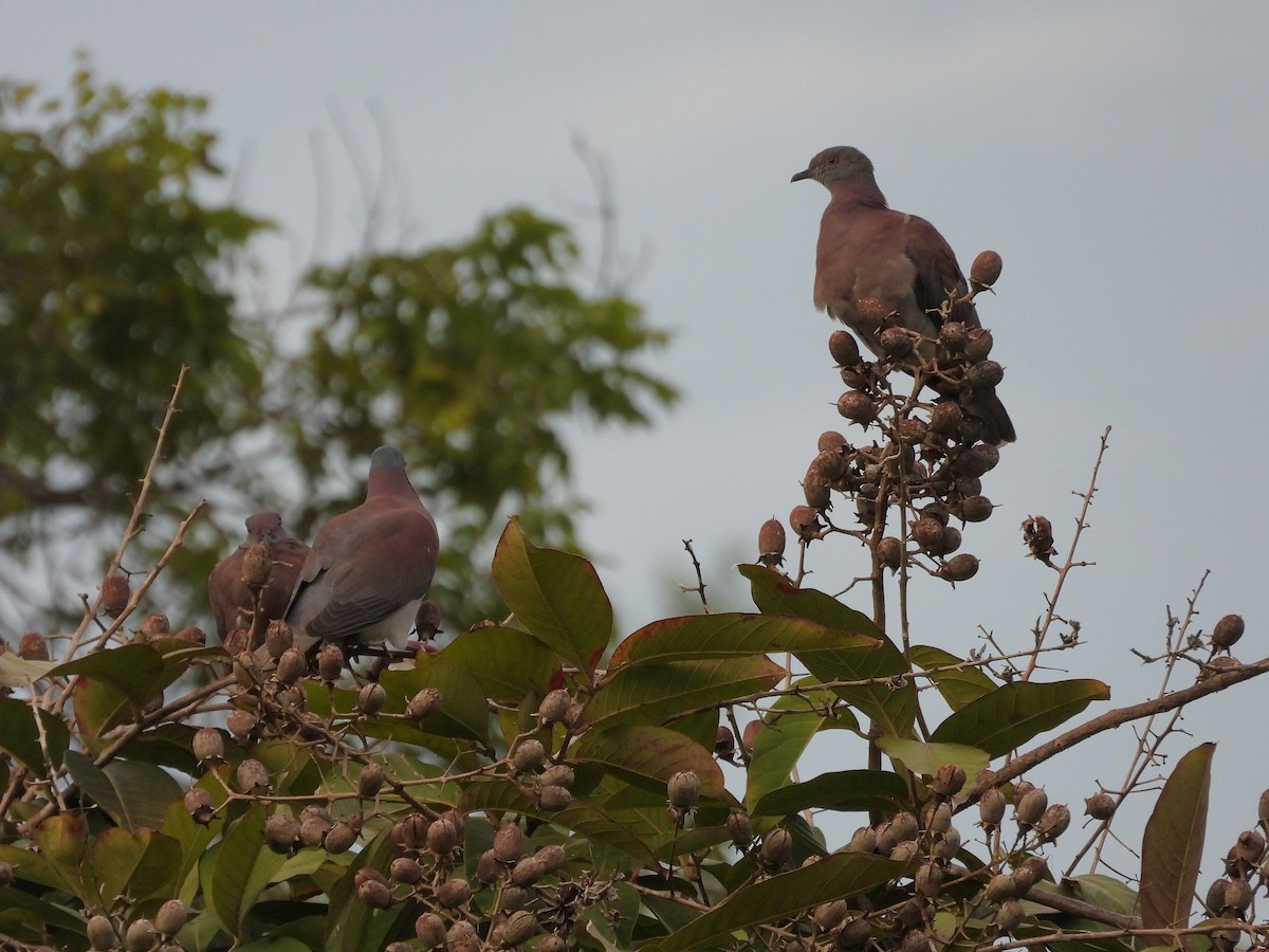 Pale-vented Pigeon - ML645297592