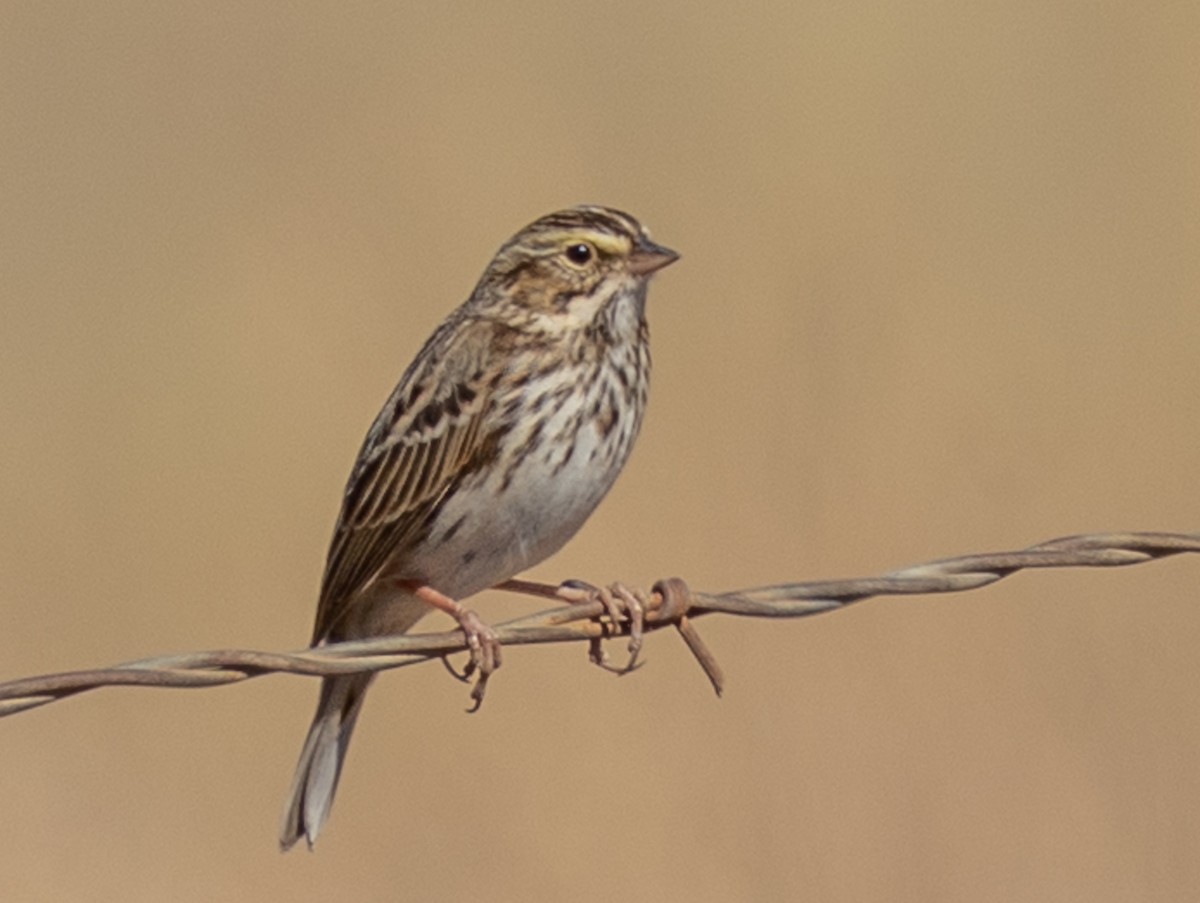 Savannah Sparrow - ML645297594