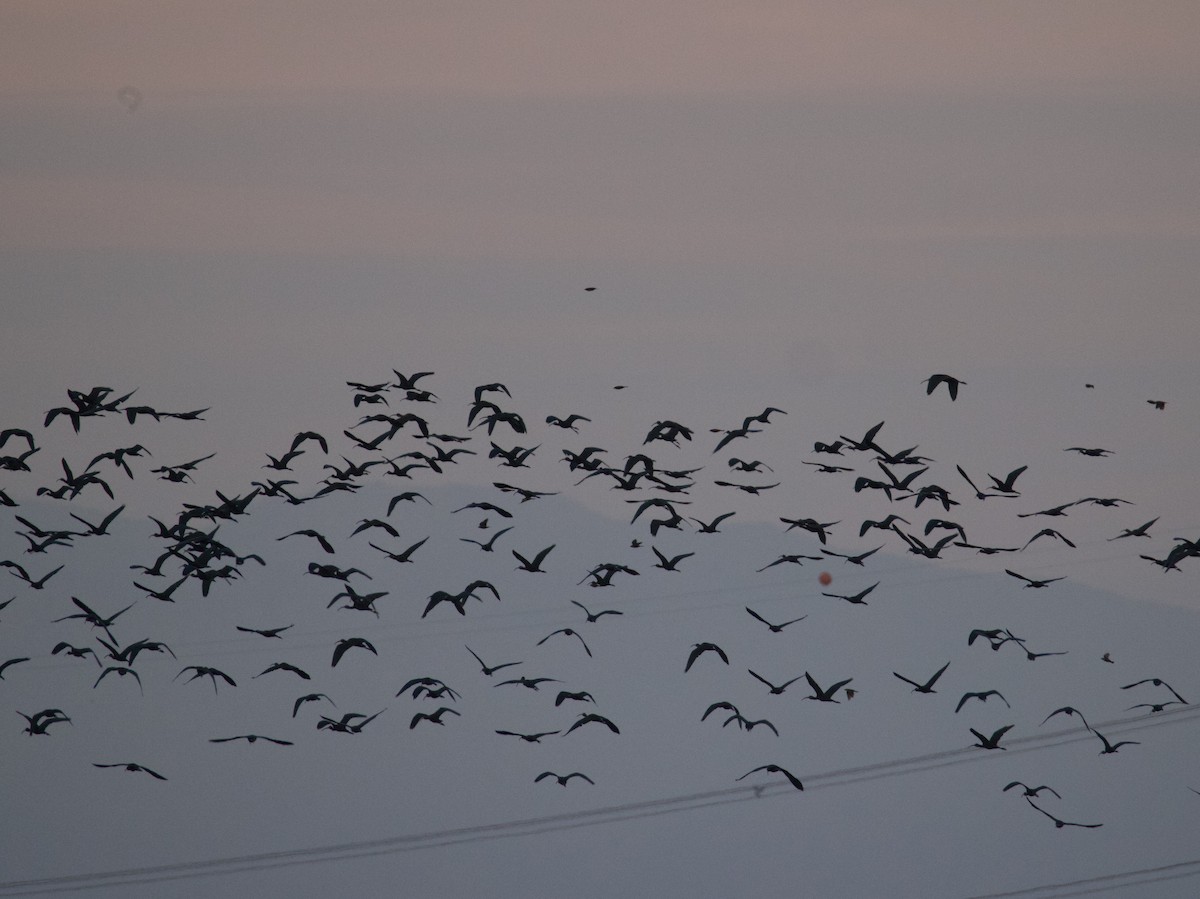 Beltzaran musuzuria - ML645297595