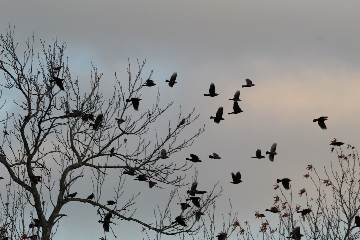 Красноплечий трупиал - ML645297633